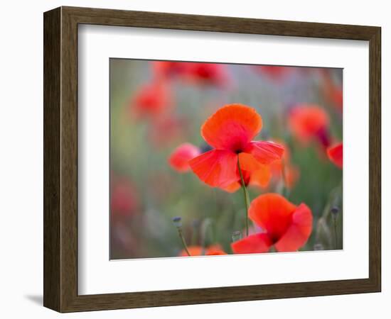 In the foreground-Marco Carmassi-Framed Photographic Print
