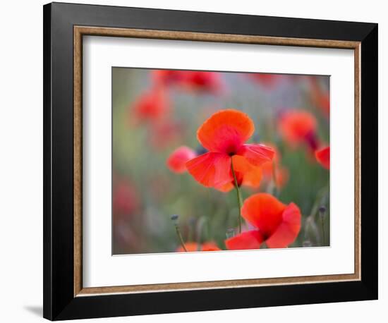 In the foreground-Marco Carmassi-Framed Photographic Print