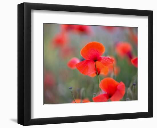 In the foreground-Marco Carmassi-Framed Photographic Print