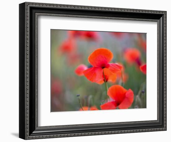 In the foreground-Marco Carmassi-Framed Photographic Print