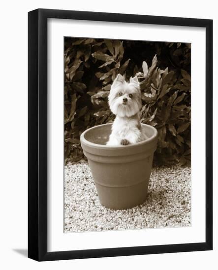 In the Garden-Jim Dratfield-Framed Photo