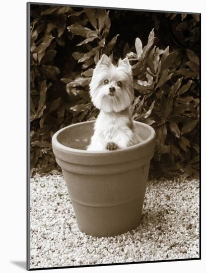 In the Garden-Jim Dratfield-Mounted Photo