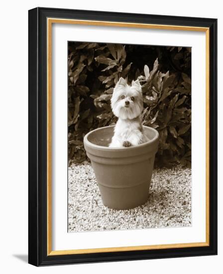 In the Garden-Jim Dratfield-Framed Photo