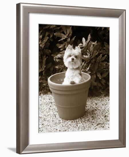 In the Garden-Jim Dratfield-Framed Photo