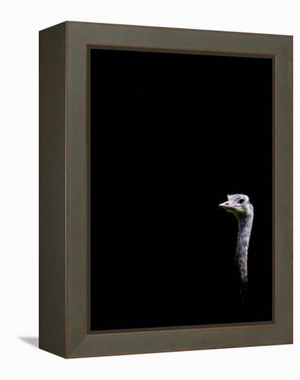 In the Know-Doug Chinnery-Framed Premier Image Canvas