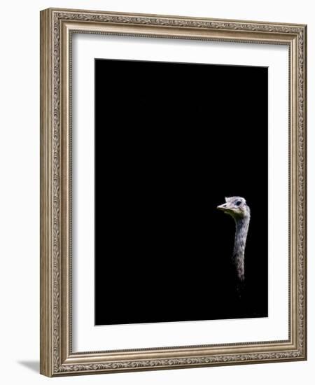 In the Know-Doug Chinnery-Framed Photographic Print