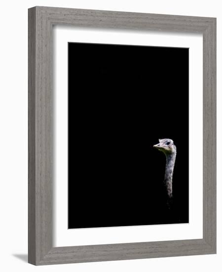 In the Know-Doug Chinnery-Framed Photographic Print