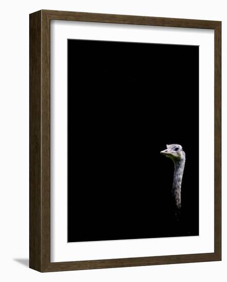 In the Know-Doug Chinnery-Framed Photographic Print