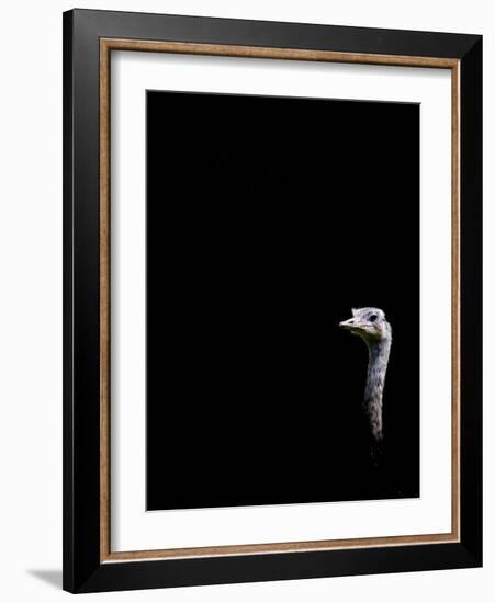 In the Know-Doug Chinnery-Framed Photographic Print