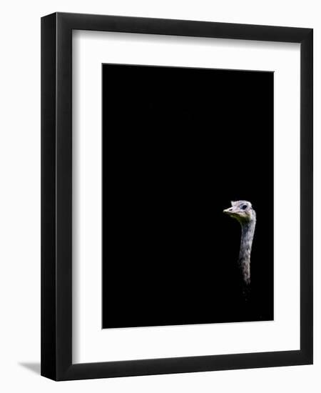 In the Know-Doug Chinnery-Framed Photographic Print