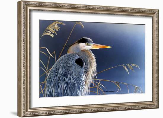 In the Light - Great Blue Heron-Richard Clifton-Framed Art Print