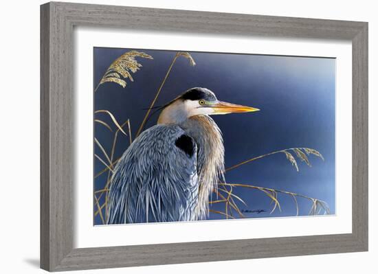 In the Light - Great Blue Heron-Richard Clifton-Framed Art Print