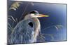 In the Light - Great Blue Heron-Richard Clifton-Mounted Art Print