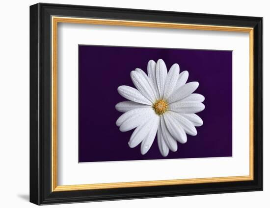 In the middle ll-Heidi Westum-Framed Photographic Print