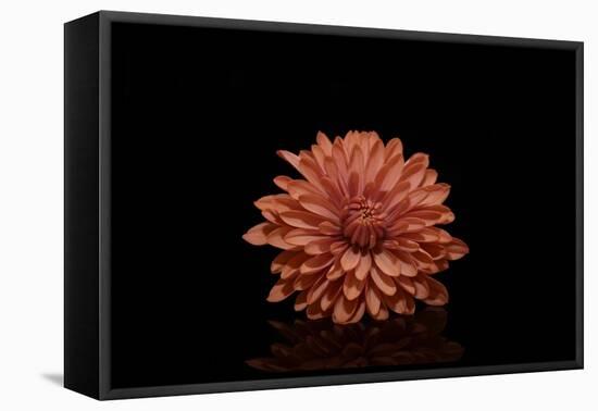 In the middle-Heidi Westum-Framed Premier Image Canvas