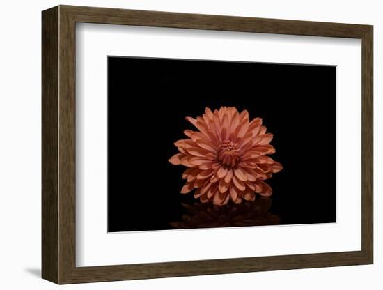 In the middle-Heidi Westum-Framed Photographic Print