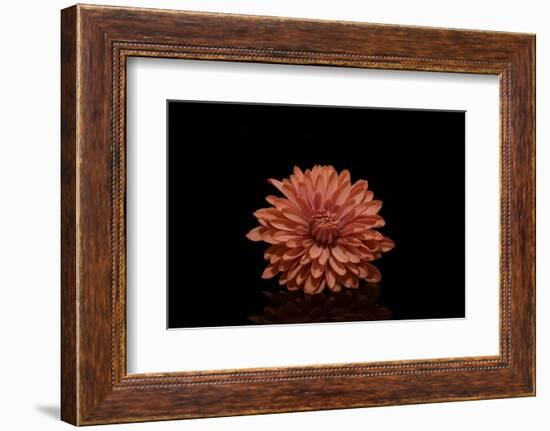 In the middle-Heidi Westum-Framed Photographic Print