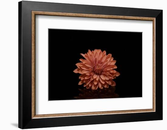 In the middle-Heidi Westum-Framed Photographic Print