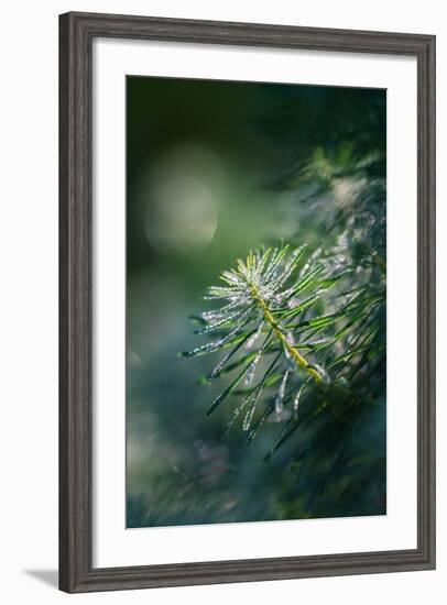 In the Morning-Ursula Abresch-Framed Photographic Print