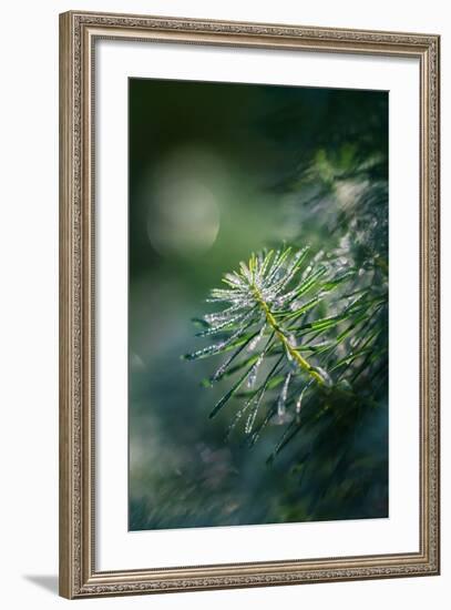 In the Morning-Ursula Abresch-Framed Photographic Print