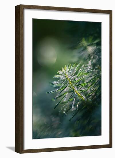 In the Morning-Ursula Abresch-Framed Photographic Print