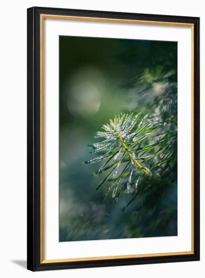 In the Morning-Ursula Abresch-Framed Photographic Print