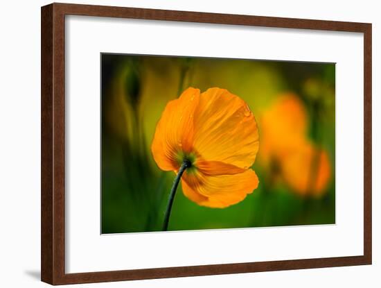 In the Morning-Ursula Abresch-Framed Photographic Print