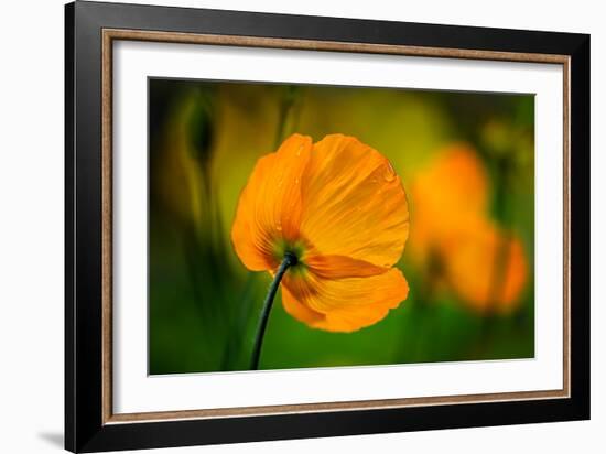 In the Morning-Ursula Abresch-Framed Photographic Print