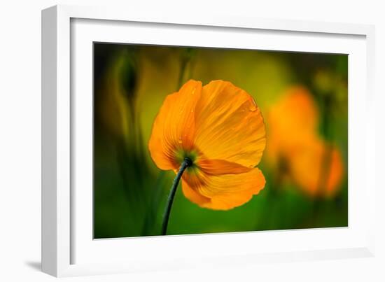 In the Morning-Ursula Abresch-Framed Photographic Print