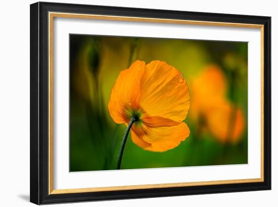 In the Morning-Ursula Abresch-Framed Photographic Print