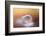 In the Nest-Heidi Westum-Framed Photographic Print