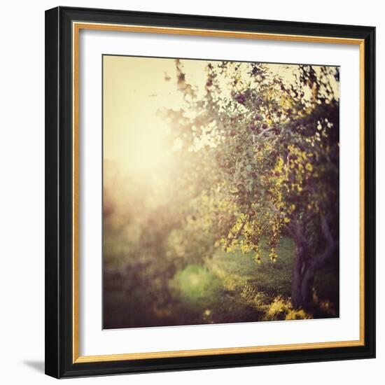 In the Orchard-Irene Suchocki-Framed Giclee Print