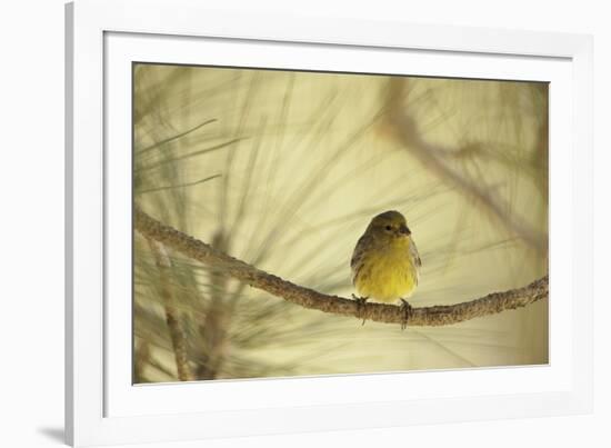 In the Pines-Wild Wonders of Europe-Framed Giclee Print