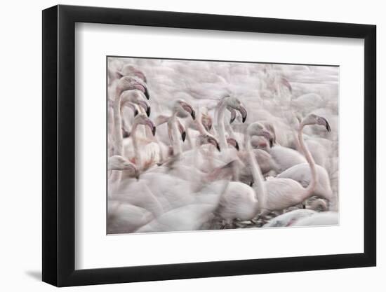 In the Pink Transhumance-Martine Benezech-Framed Photographic Print