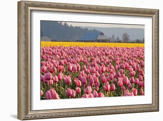 In the Pink-Dana Styber-Framed Photographic Print