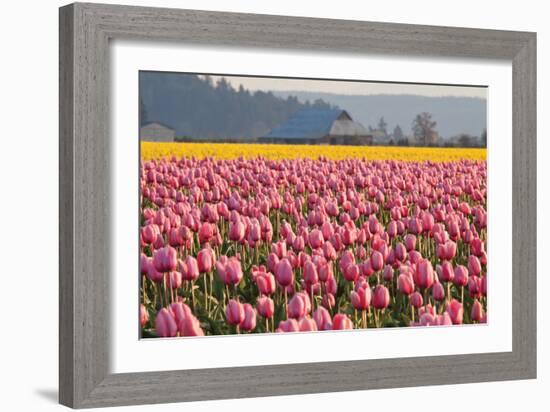 In the Pink-Dana Styber-Framed Photographic Print