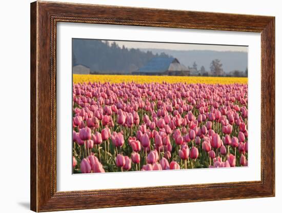 In the Pink-Dana Styber-Framed Photographic Print