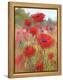 In the Poppy Field-Karen Margulis-Framed Stretched Canvas