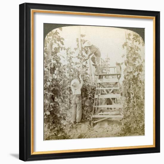 In the Rich Hop District, Training the Vines, White River Valley, Washington, USA-Underwood & Underwood-Framed Giclee Print