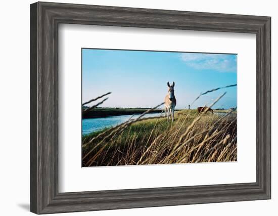 In the Saltworks, Noirmoutier island, Vendee, Pays de la Loire, France-null-Framed Art Print