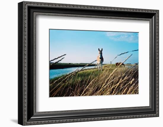 In the Saltworks, Noirmoutier island, Vendee, Pays de la Loire, France-null-Framed Art Print