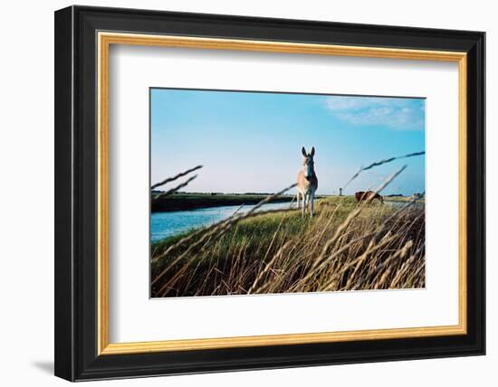 In the Saltworks, Noirmoutier island, Vendee, Pays de la Loire, France-null-Framed Art Print