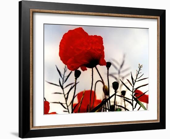 In the Shadow of the Poppies-Magda Indigo-Framed Photographic Print