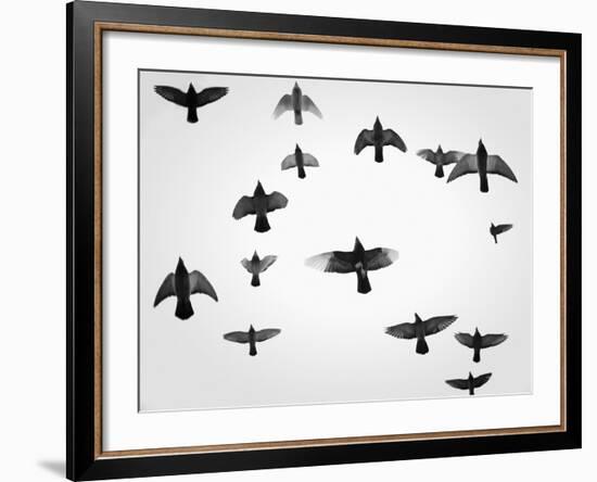 In the Skies I-Martin Henson-Framed Premium Photographic Print