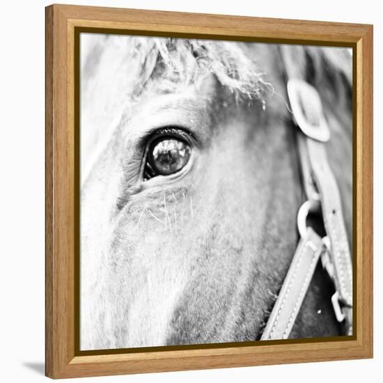 In the Stable I-Susan Bryant-Framed Premier Image Canvas