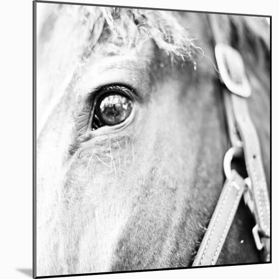 In the Stable I-Susan Bryant-Mounted Photographic Print