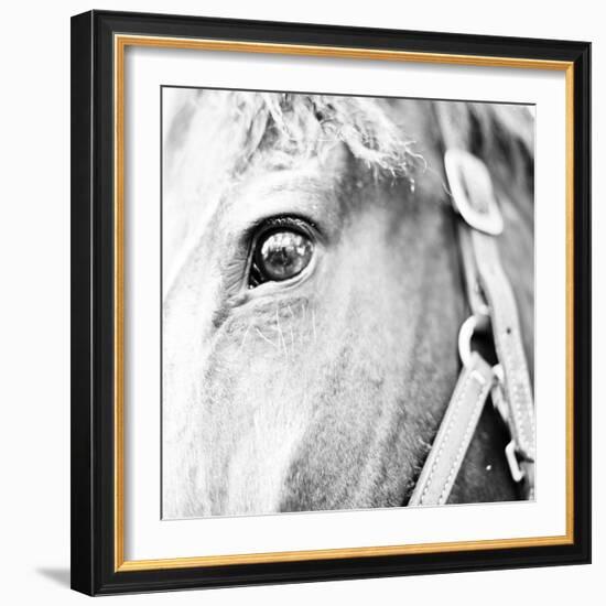 In the Stable I-Susan Bryant-Framed Photographic Print