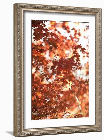 In the Trees I-Karyn Millet-Framed Photographic Print