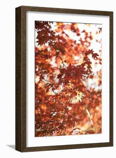 In the Trees I-Karyn Millet-Framed Photographic Print