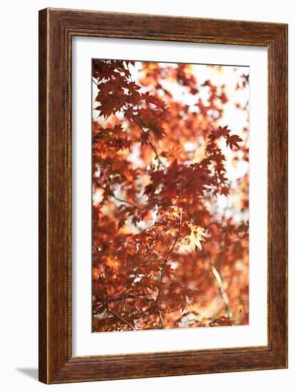 In the Trees I-Karyn Millet-Framed Photographic Print